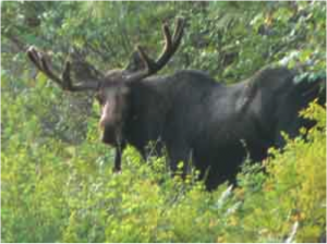 moose